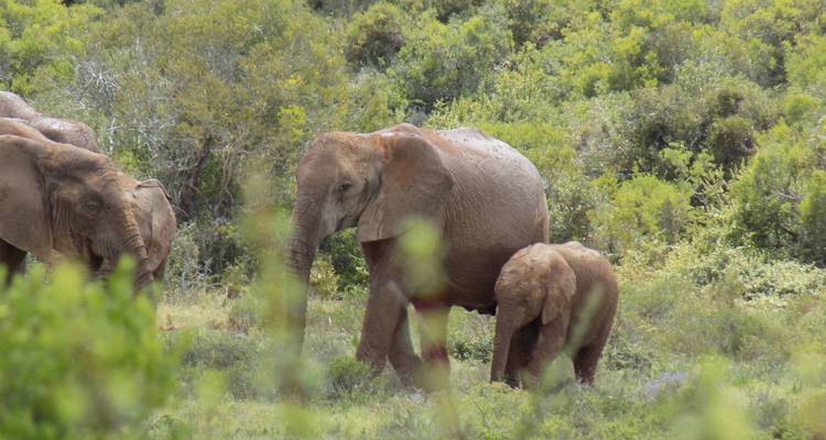 Elephants move through green shrubland, partially obscured by foliage in the foreground.