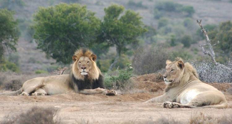 Two lions rest on sandy ground with scrubby trees and cloudy sky in the background.