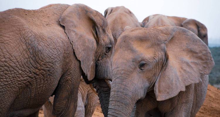 A tight, intimate shot of several elephants touching trunks and ears in soft light.