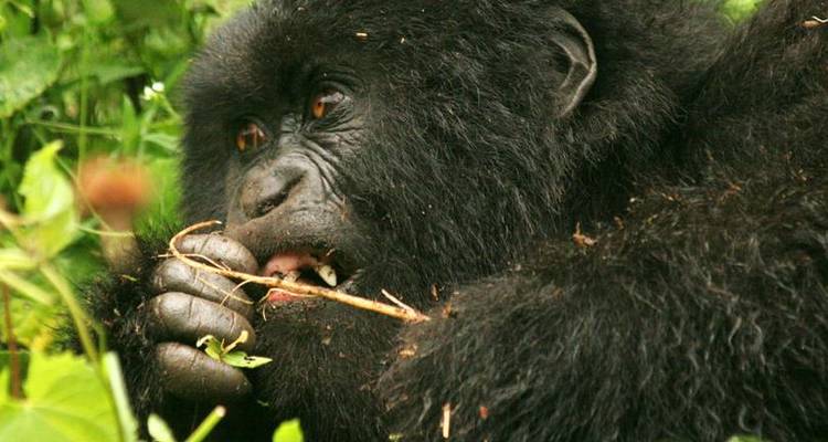 Africa East & South between Nairobi and Victoria Falls with Gorillas (Nairobi to Victoria Falls) - Dragoman