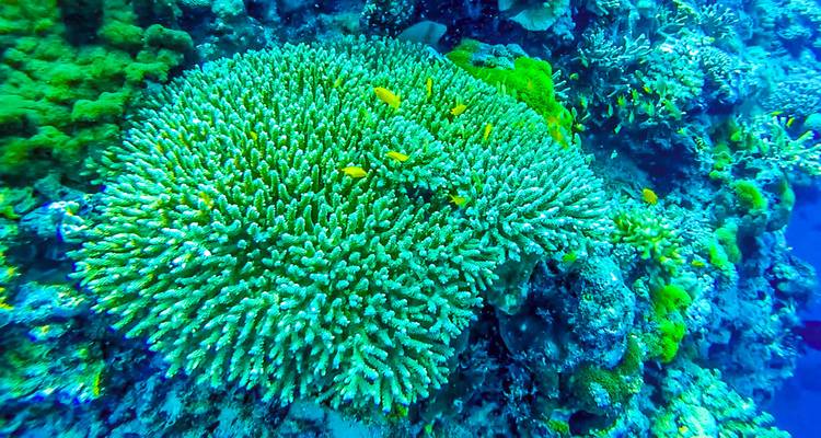 Close-up of vibrant green coral colony with tiny yellow fish on a tropical reef.