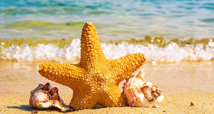 Golden starfish and seashells rest on wet sand with gentle waves behind.