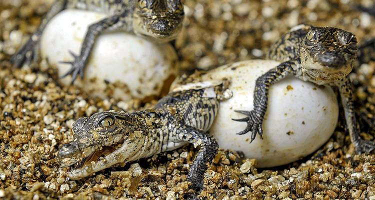 Close-up view of baby crocodiles hatching from eggs on a bed of gravel