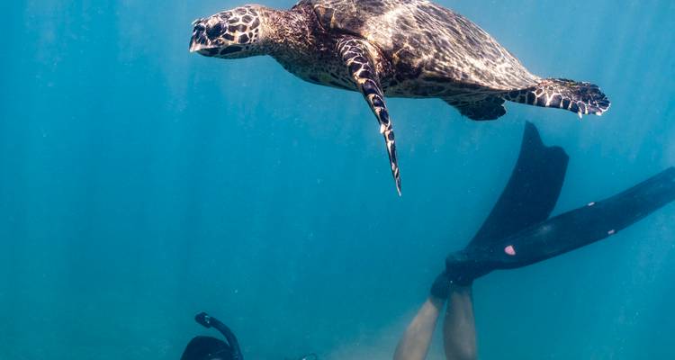 Underwater scene of a snorkeller swimming alongside a graceful sea turtle in clear blue water.