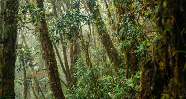 Dense, mist-filled tropical forest with moss-covered trunks and rich green undergrowth.