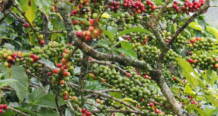 Branches heavy with clusters of red and green coffee cherries after rain.