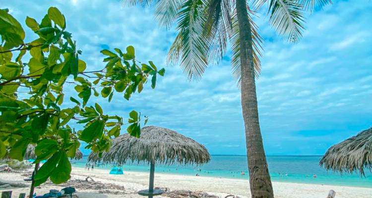 Tropical beach framed by leafy branches and a tall palm beside turquoise water and thatched shade huts.