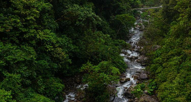 Narrow mountain stream cascades through dense green rainforest viewed from above.
