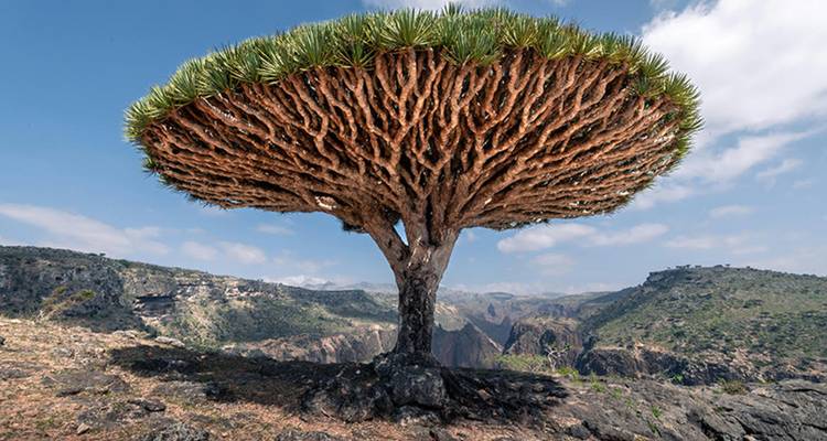 Una vista cercana hacia arriba de un árbol sangre de dragón revela sus intrincadas ramas en forma de paraguas contra un cielo azul.