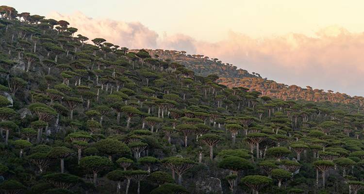 Una ladera densamente cubierta con cientos de árboles de sangre de dragón brilla suavemente bajo la luz del atardecer bajo nubes de colores pastel.