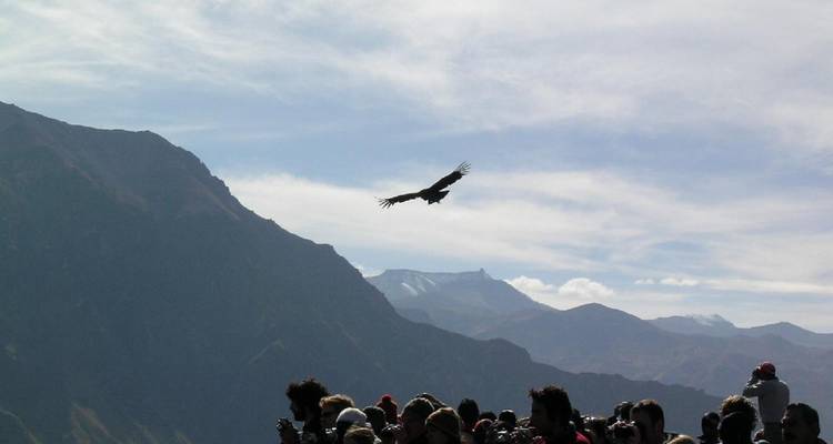 A large group of visitors photograph an Andean condor soaring over the vast Colca Canyon mountains.
