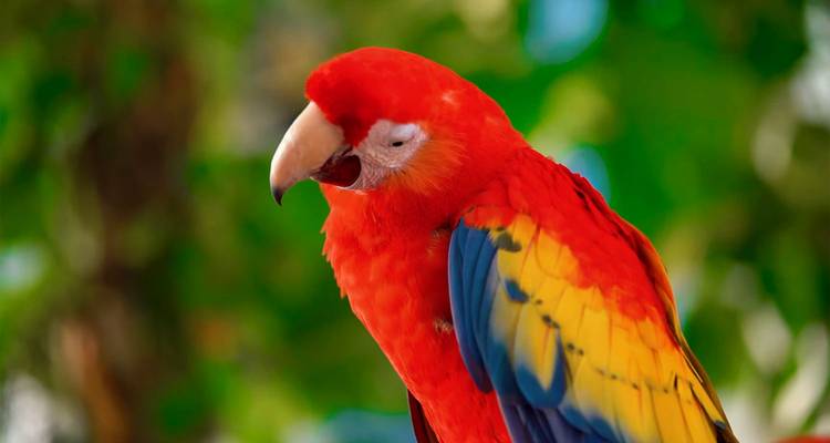 Close-up portrait of a brightly colored scarlet macaw against a leafy green background