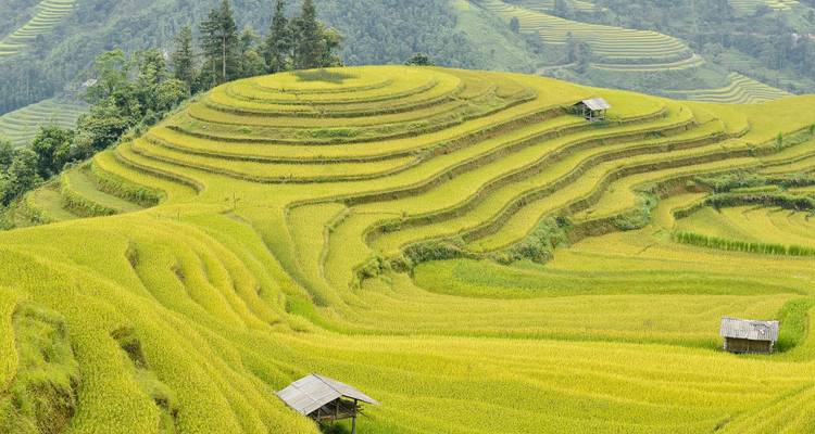 Campos de arroz en terrazas en verde exuberante y oro vibrante a través de colinas onduladas.