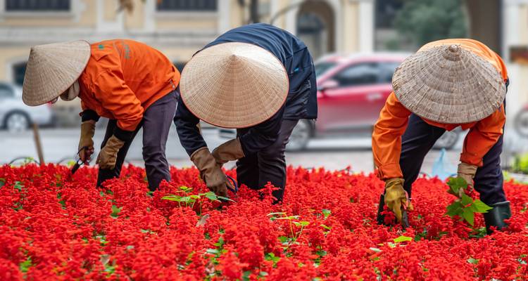 Tres personas usando sombreros cónicos tradicionales trabajando entre flores rojas brillantes.