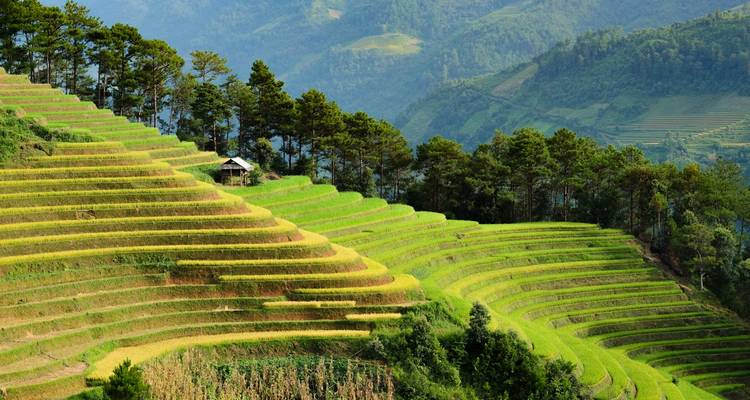 Exuberantes terrazas de arroz verde anidadas en colinas ondulantes con pequeñas cabañas salpicando el paisaje.