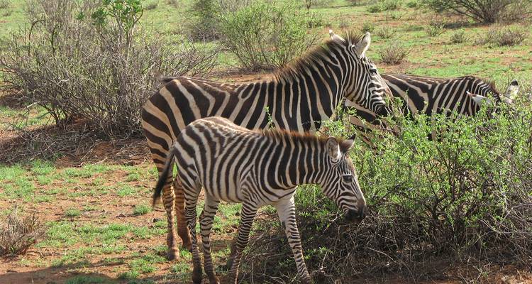 Zebras grazing in a savanna landscape.
