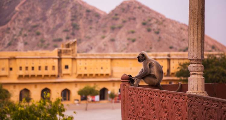 Langur-Affe sitzt auf steinerner Balustrade vor Bergkulisse.