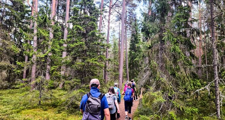 A small group of hikers with backpacks walks along a forest trail lined with tall pine and spruce trees.