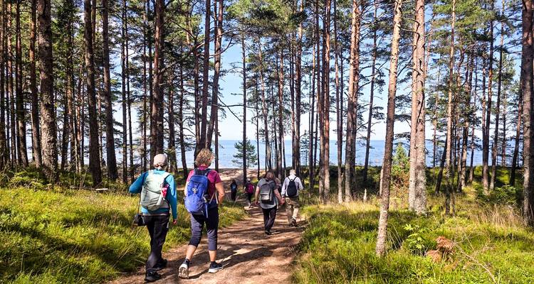 Hikers descend a forest path toward a blue sea visible through tall coastal pines on a bright day.