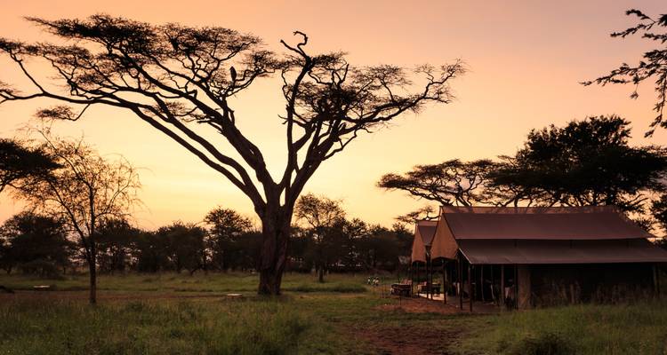 Les tentes de safari en toile se dressent sous un acacia aux contours marqués tandis que le ciel s'illumine d'orange au coucher du soleil.