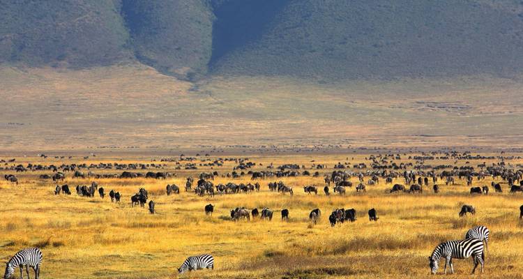 Les plaines jaunes infinies du cratère du Ngorongoro regorgent de troupeaux sombres de gnus et de zèbres sous les hautes parois du cratère.