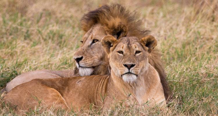 Un lion et une lionne reposent côte à côte dans l'herbe sèche, regardant calmement en direction de l'appareil photo.