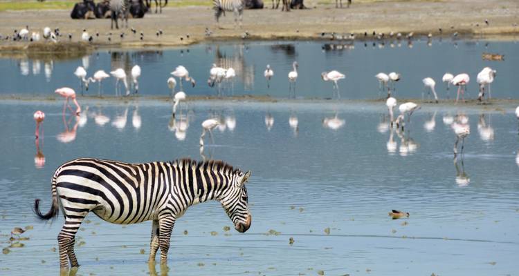 Un zèbre solitaire s'abreuve à un lac aux eaux réfléchissantes tandis qu'un vol de flamants roses se dandinent en arrière-plan.