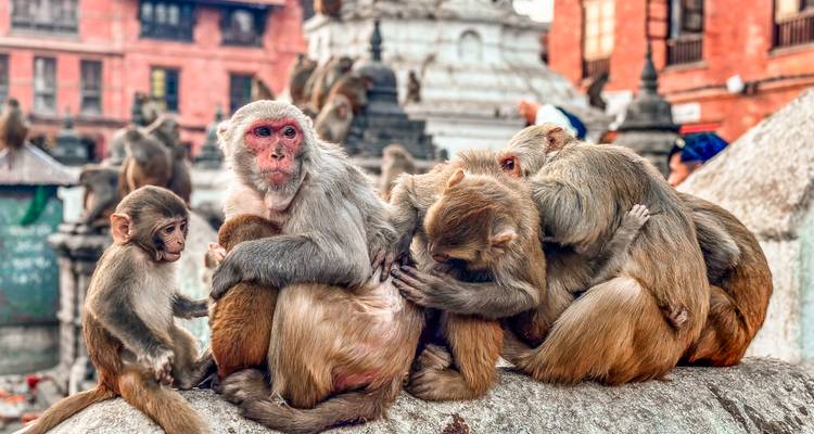 Family of rhesus monkeys huddled on ancient stone shrine in Kathmandu