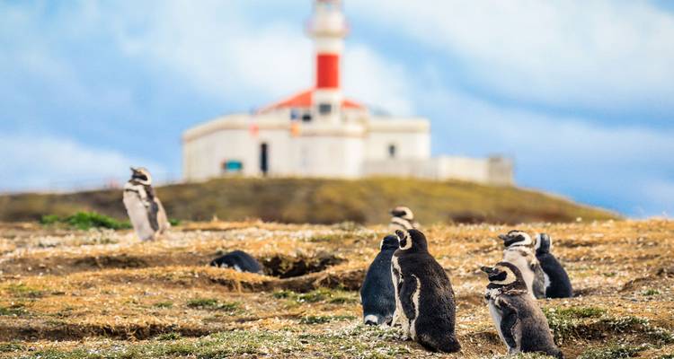 Grupo de pingüinos de Magallanes en una orilla cubierta de pasto con un faro desenfocado al fondo.