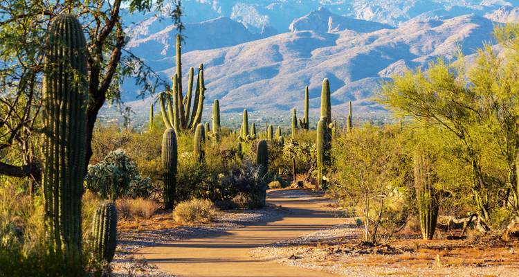 Woestijnpad omzoomd met saguaro cactussen en uitzicht op bergen.