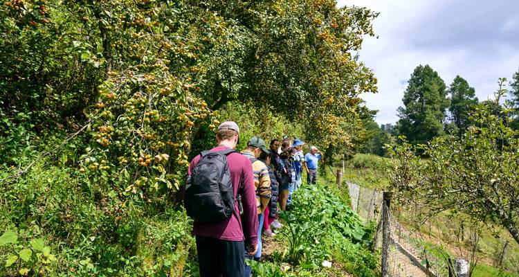 Randonneurs suivant un sentier le long d'arbres fruitiers.