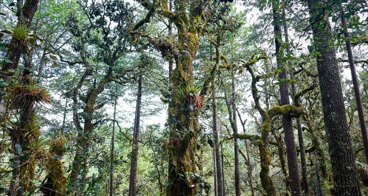 Escena de bosque denso con troncos cubiertos de musgo y epífitas colgantes.