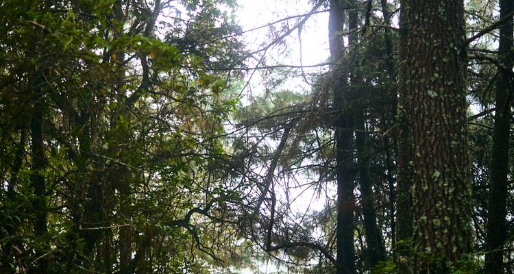 Vista tenuemente iluminada a través de ramas densas del bosque con manchitas de luz.