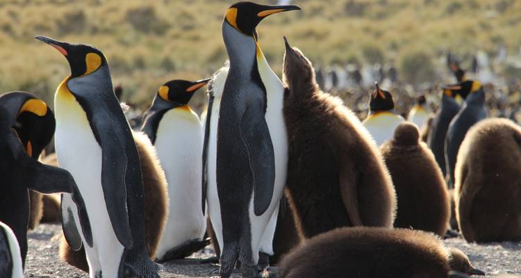 Densa colonia de pingüinos rey con polluelos marrones y esponjosos parados en una orilla rocosa.