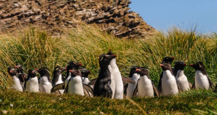 Grupo de pingüinos de cresta saltarina reunidos entre pastos verdes altos y rocas escarpadas.