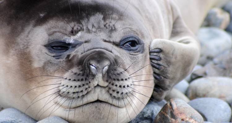 Primer plano de una cría de foca elefante descansando sobre cantos rodados lisos de la playa.