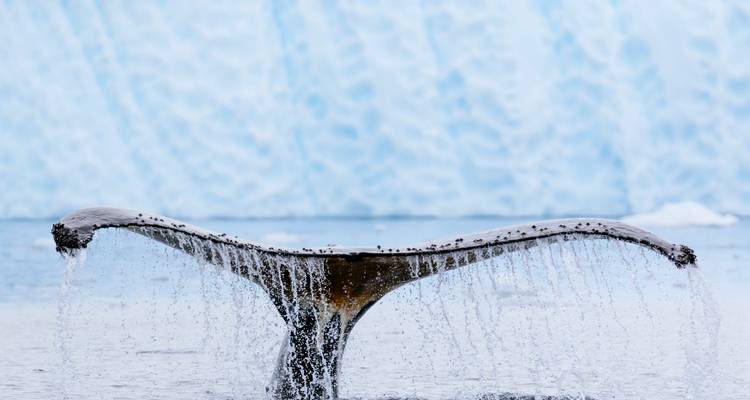 La cola de la ballena gotea agua mientras se sumerge frente a una imponente pared de glaciar azul.