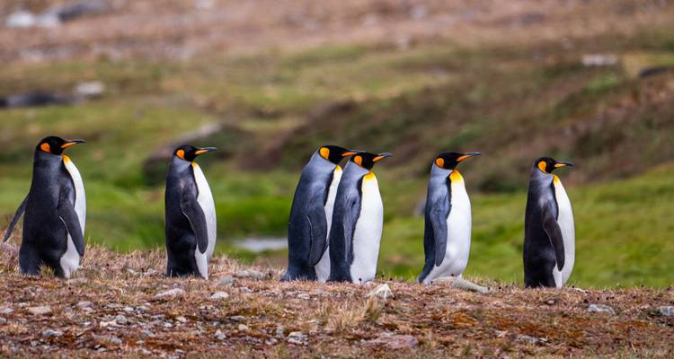 Fila de pingüinos rey de pie alertas en la tundra con terreno verde desenfocado al fondo.