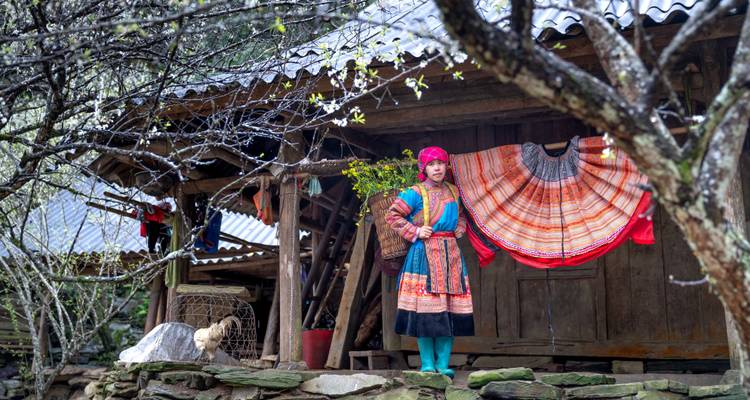 Ethnic Hmong woman in colourful traditional dress standing outside wooden stilt house with blossom branches above