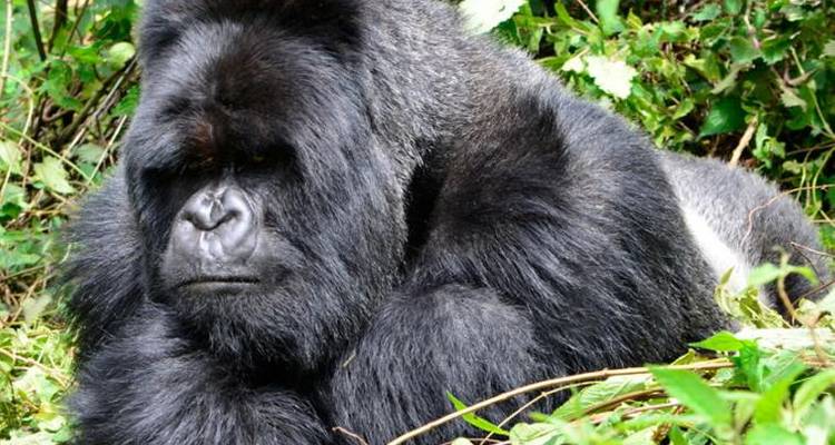 Egypt, the Gorillas & Zanzibar (Cairo to Zanzibar) - Dragoman Overland