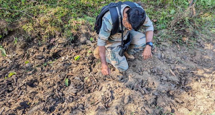 Una guía se arrodilla examinando huellas de animales en un sendero forestal durante una caminata por la selva.