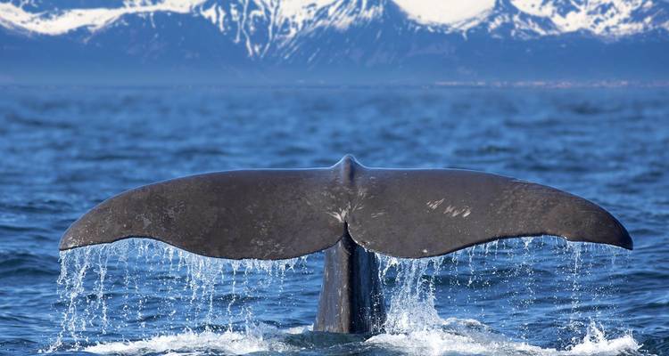Cola de ballena goteando agua contra un telón de fondo de montaña helada en aguas frías del norte.