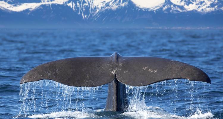 Nahaufnahme eines Walschwanzes, der aus dem blauen Meer auftaucht, mit schneebedeckten Bergen im Hintergrund