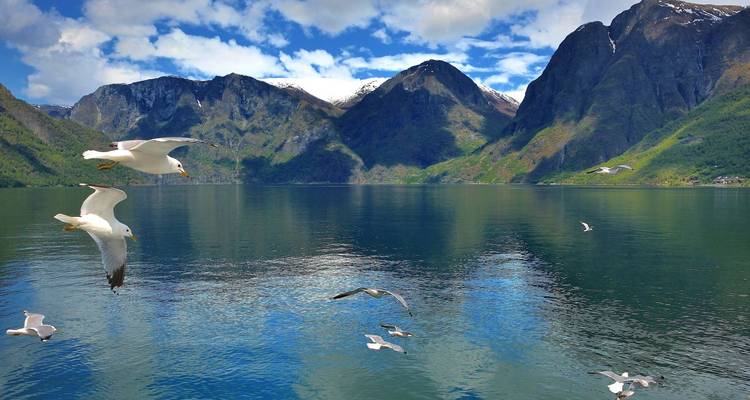 Möwen gleiten über einen spiegelglatten norwegischen Fjord, der von schneebedeckten Bergen flankiert wird.