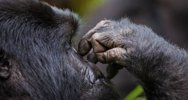 Profil rapproché d'un gorille se touchant le nez, mettant en évidence la fourrure fine et la peau texturée.