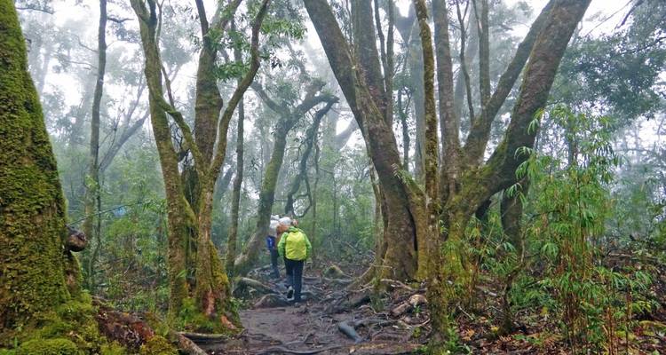 Menschen, die auf einem nebligen Waldweg mit dichten Bäumen wandern.