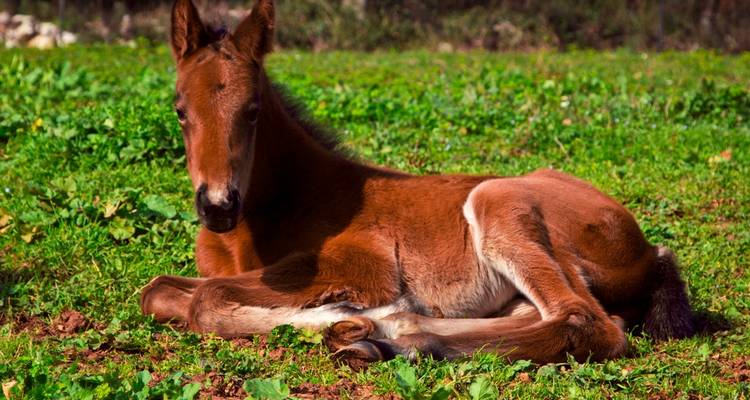 Un jeune poulain couché dans une zone herbeuse par une journée ensoleillée.