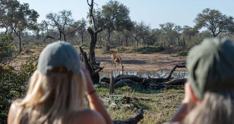 Back view of two safari guests with binoculars watching a giraffe drink at a watering hole.