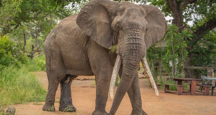Large African elephant with impressive tusks standing beside a picnic table in camp.