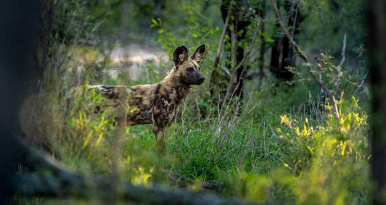 African wild dog standing alert amid green undergrowth with soft backlight.